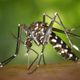 Illustration for article titled Dengue Outbreak Prompts State of Emergency on Hawaii’s Big Island